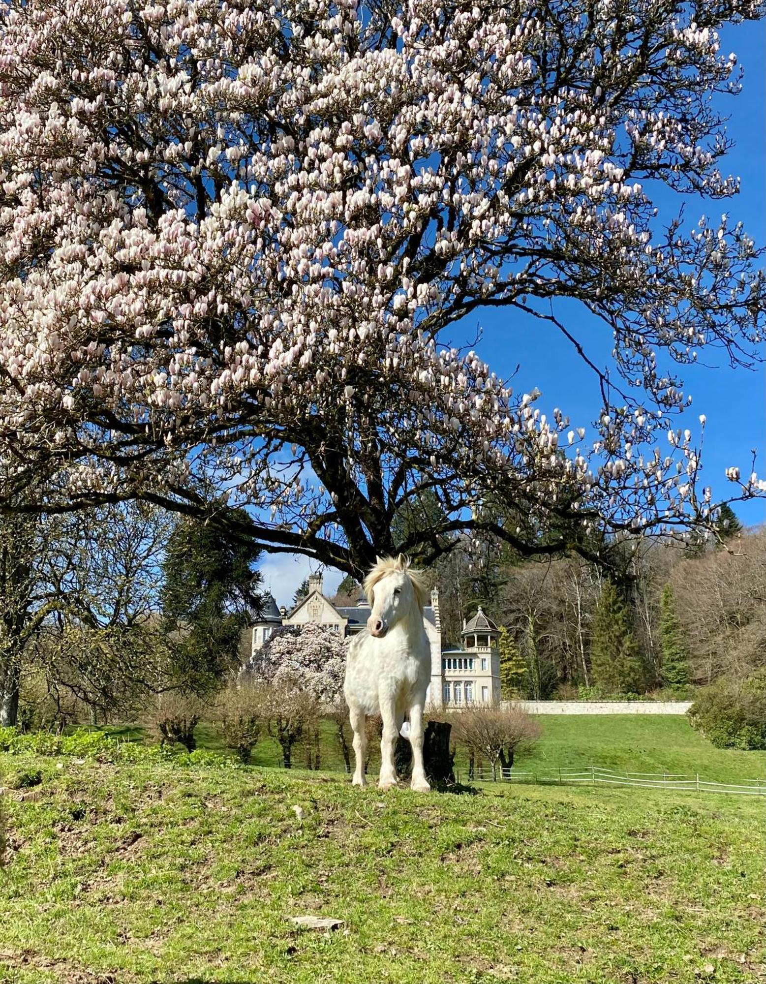Domaine De Montmery Sa Piscine Son Jardin Ses Espaces アンバザック エクステリア 写真